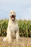 IRISH WOLFHOUND 116